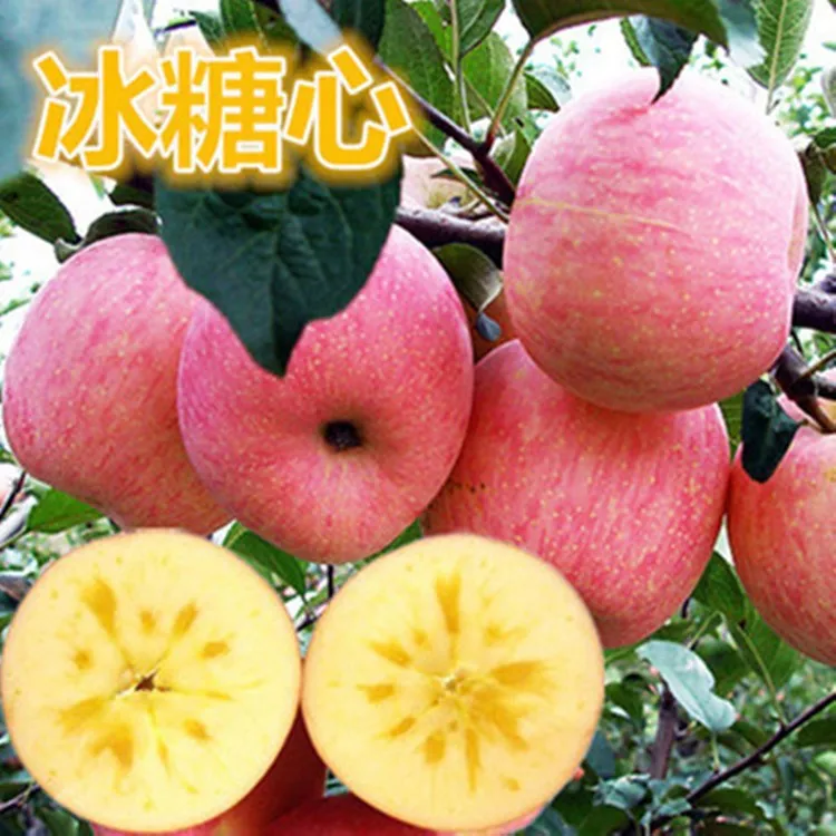 【苹果树苗】红富士冰糖心苹果树苗嫁接北方种植盆栽地栽当年结果