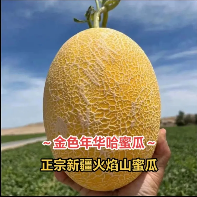 新疆火焰山哈密瓜金色年华哈蜜瓜新鲜水果蜜瓜脆甜多汁网纹香甜瓜