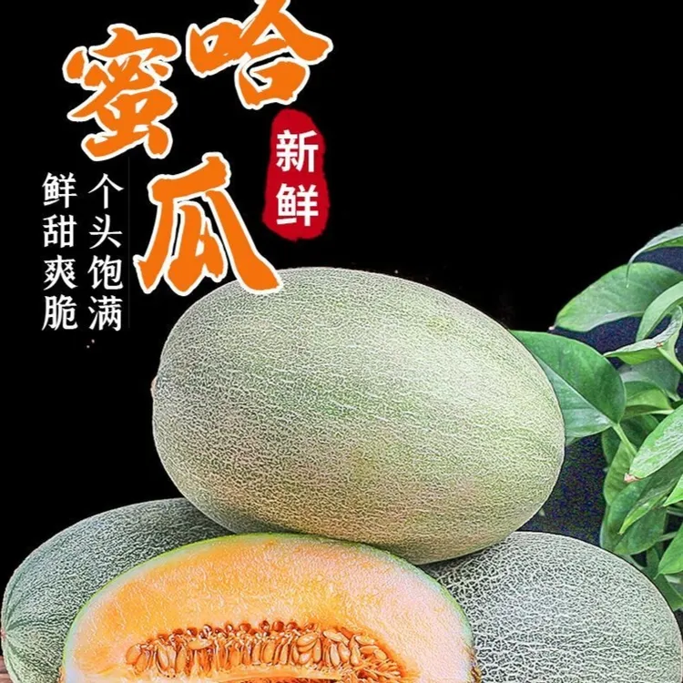 西州蜜17号小蜜网纹哈密瓜新鲜哈蜜瓜脆甜多汁果香甘甜水果香甜瓜