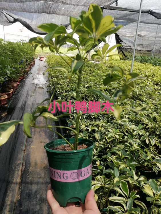 小叶花叶鸭脚木盆栽绿植招财树阳台养护室内观赏植物净化空气