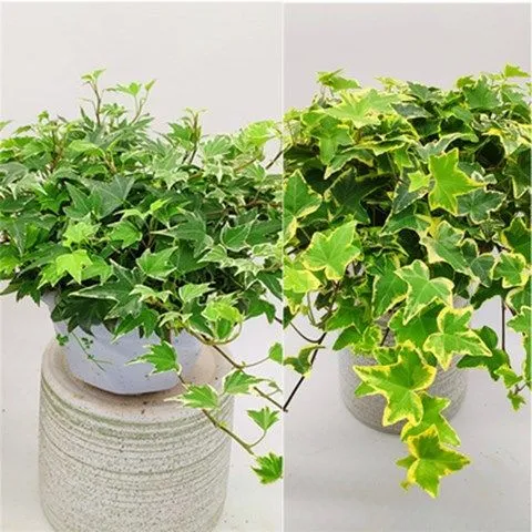 常青藤盆栽常春藤吊兰室内绿植客厅绿植花卉净化空气吸甲醛防辐射