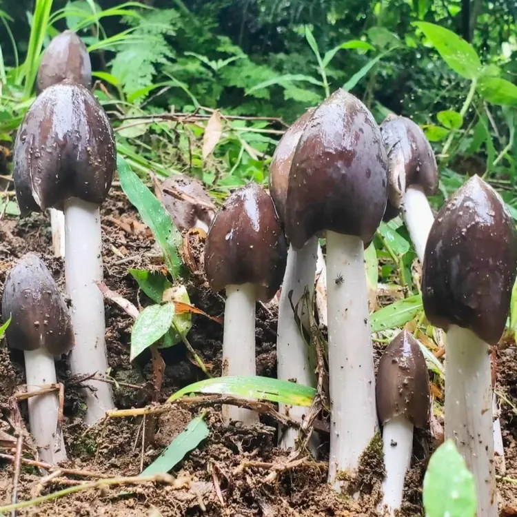 高产鸡枞菌鸡肉菇鸡枞花白蚁菌鸡棕菌包种 子室内外四季可种易活