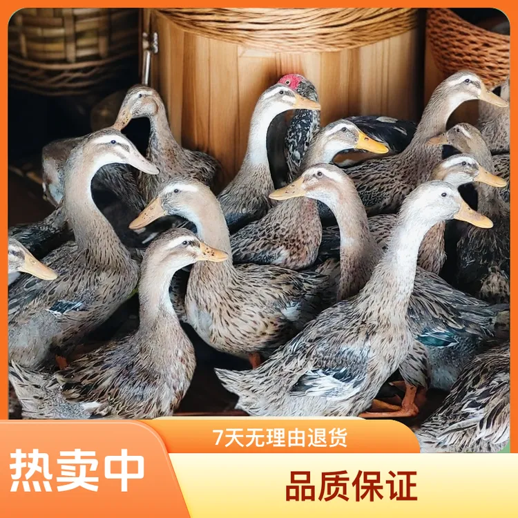 乡里吃谷子的老鸭子煲汤绝，全部是新鲜的。3年老鸭子中通快递包邮。