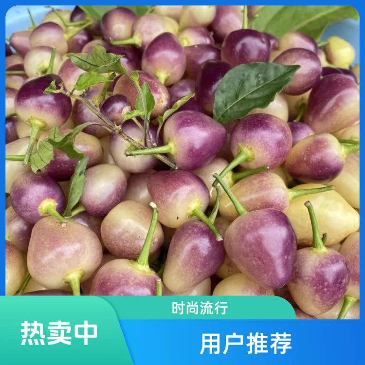 广西七彩辣椒新鲜现摘现发农家自种中大果五彩泡椒灯笼椒可腌制