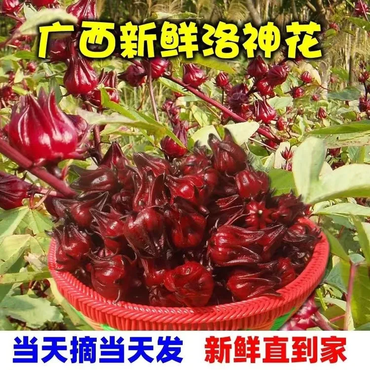 广西新鲜洛神花红桃K新鲜现摘泡酒花茶果脯制作农家自种包邮直发