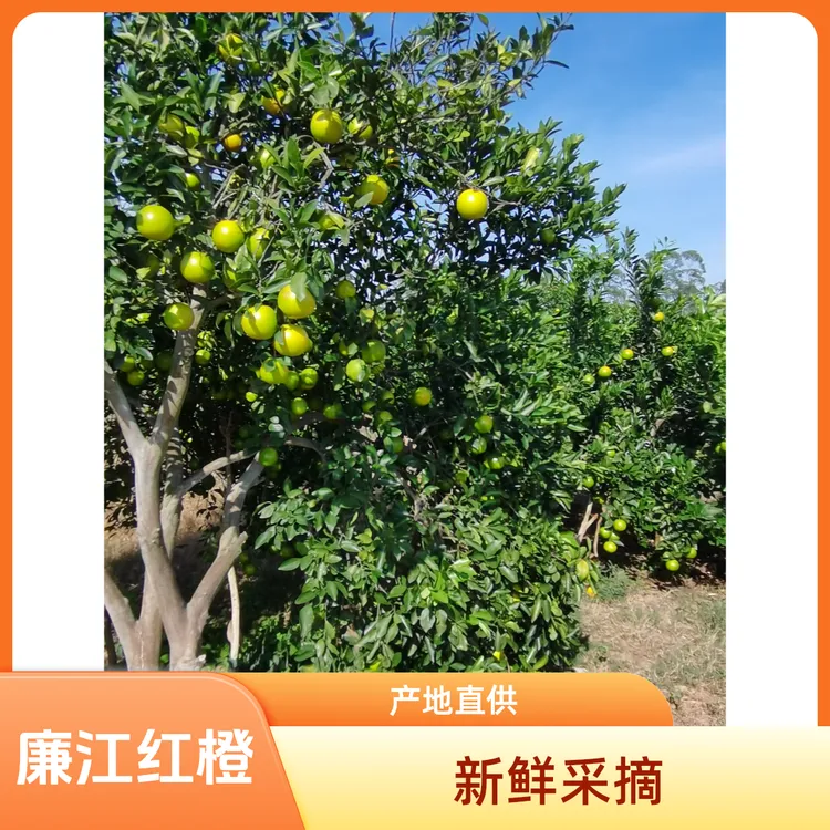 广东廉江正宗红江橙 5斤-10斤 红江农场产地新鲜采摘