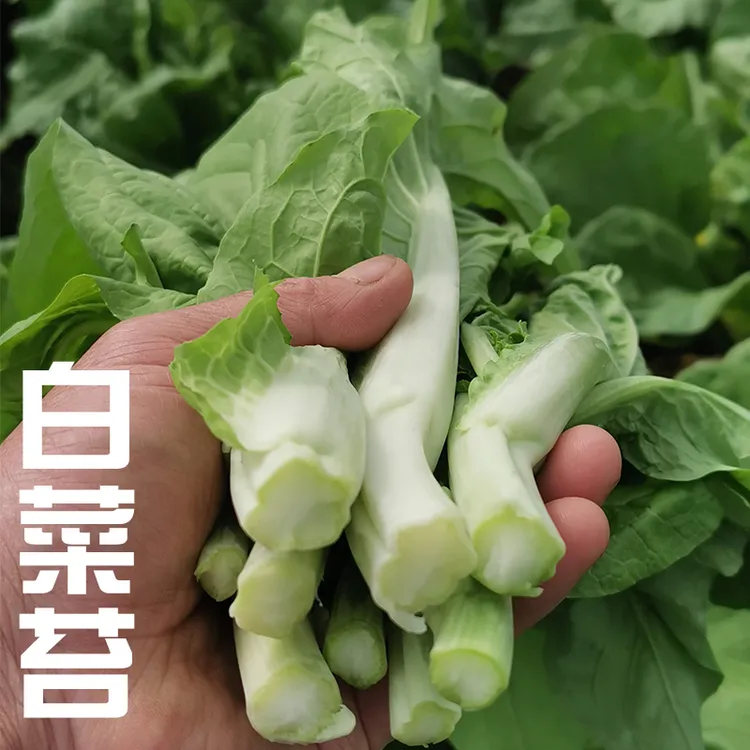 湖北新鲜白菜苔菜心绿色应季蔬菜现摘现发正宗菜苔农家菜青菜包邮