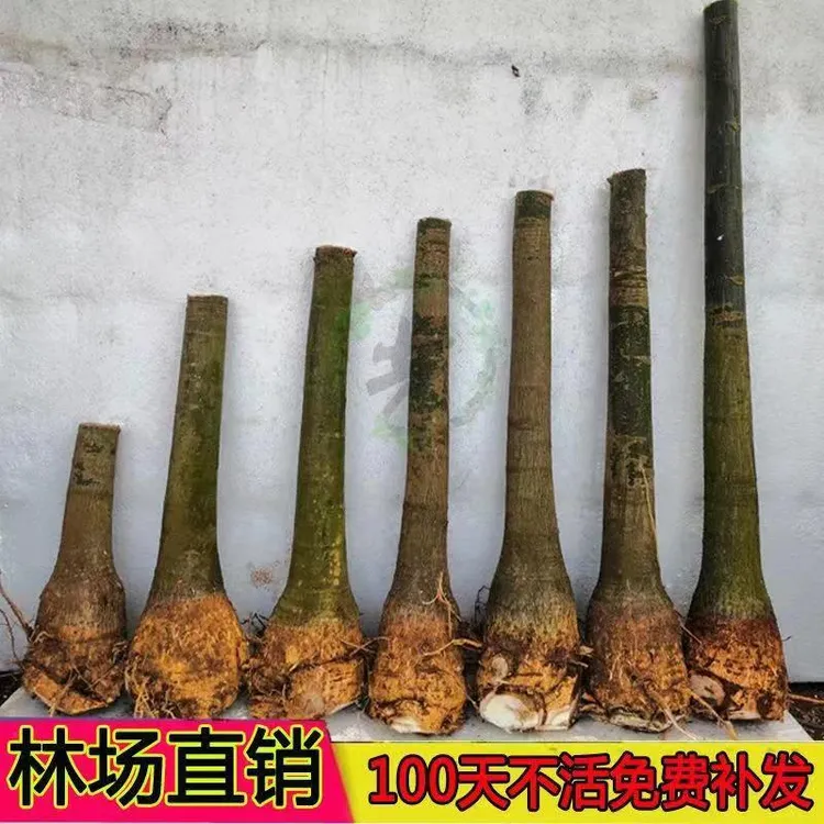 好养夏季单杆盆栽独杆树桩步步高客厅办公室内招财绿植盆景耐旱