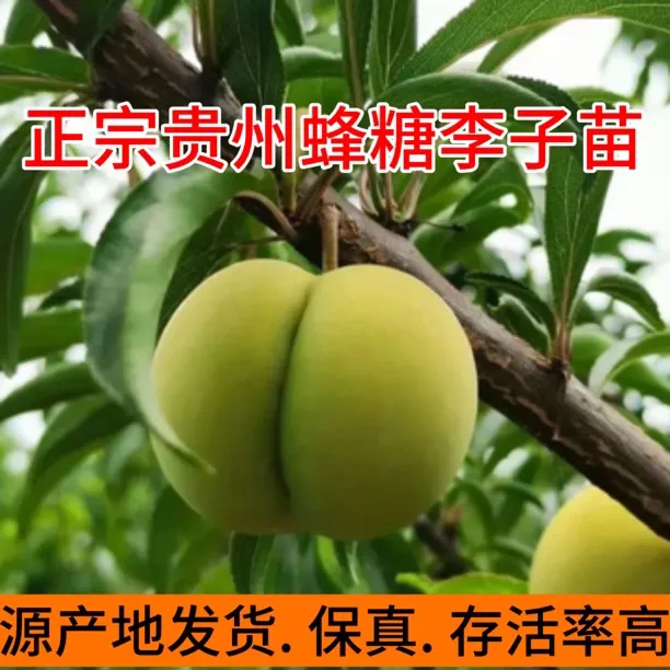 正宗贵州镇宁六马大弄袍蜂糖李果树稼接苗原产地直发