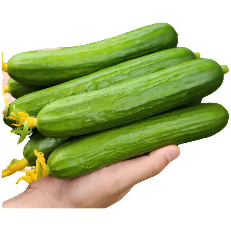 【寿光直发】水果小黄瓜荷兰无刺黄瓜小乳瓜现摘现发1/3/5斤