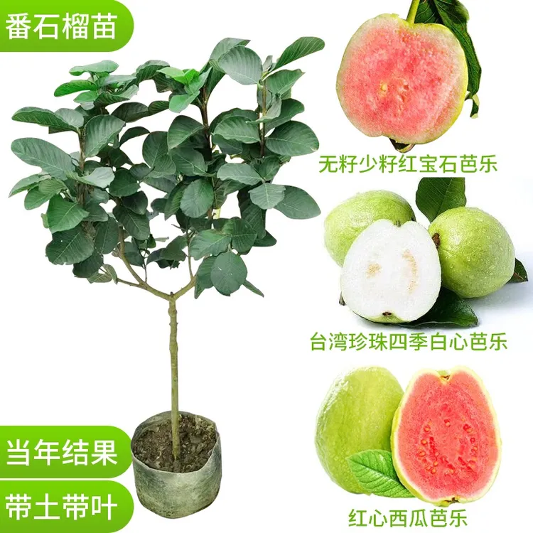 番石榴苗红宝石无籽红心芭乐帝王芭乐果树嫁接苗当年结果阳台庭院