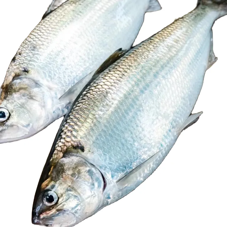 【鲥鱼】南通淡水冷鲜冰鲜活鲜现捞蒸鱼鲥鱼净重2.6～3.4斤装包邮