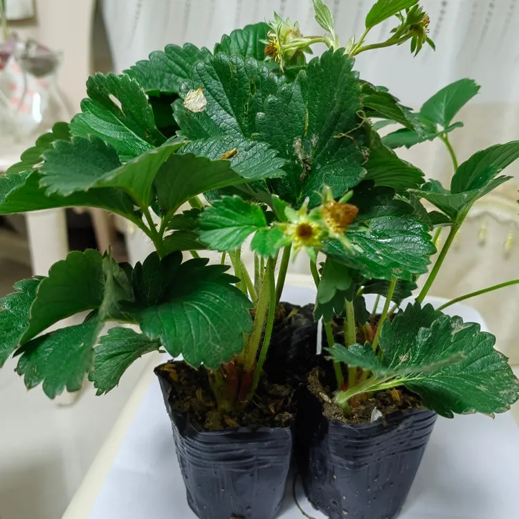 奶油草莓苗四季盆栽（带培育杯）
