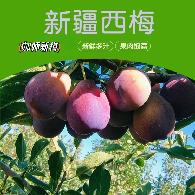【伽师新梅】新疆伽师法兰西梅脆甜爽口甜蜜多汁产地直发空运包邮