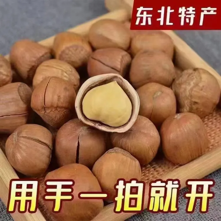 东北野山榛子大果（单个榛子直径在1.3厘米以上