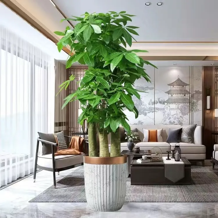 步步高三杆发财树大型客厅办公室乔迁开业发财树大棵绿植盆栽室内