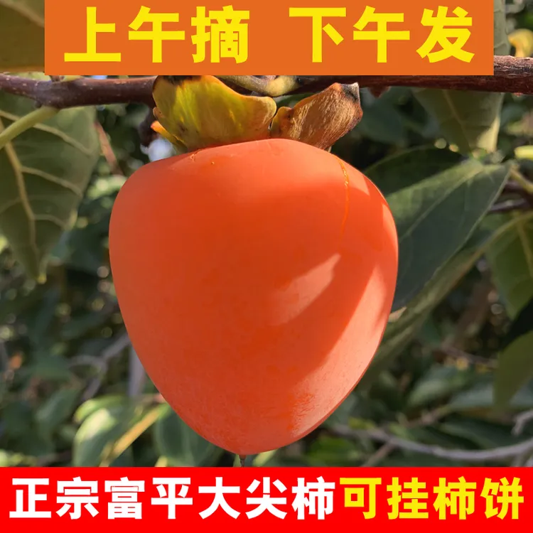 陕西富平柿子新鲜大尖柿应季软甜水果柿子可挂柿饼果园现摘包邮