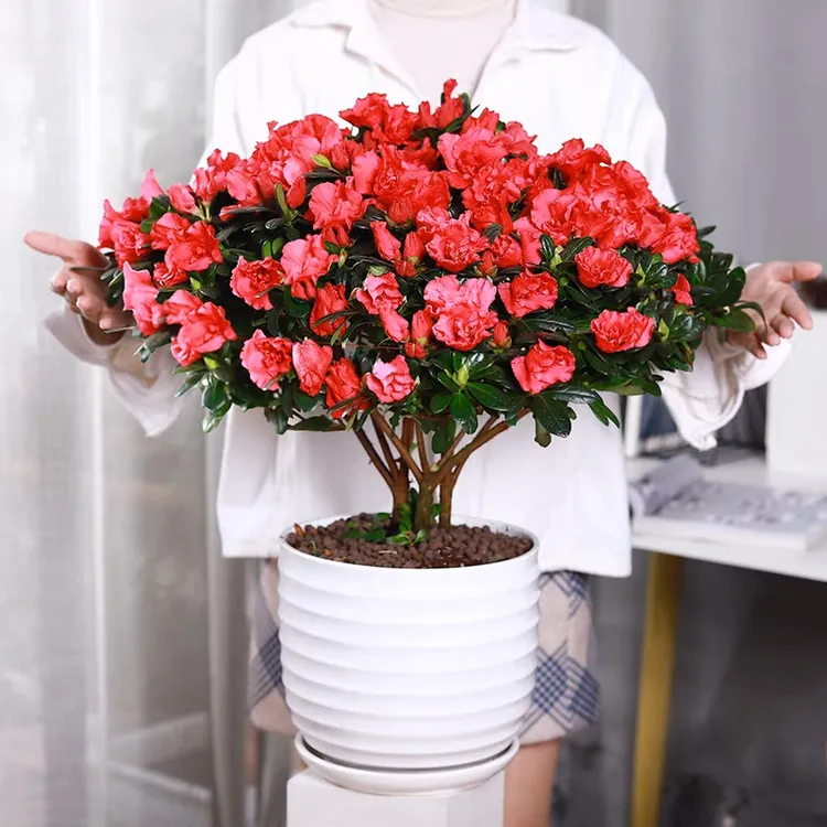 【买2送1带花苞】杜鹃花盆栽四季开花室外大阳台花卉盆栽易活植物