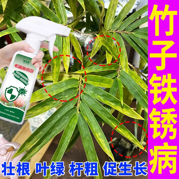 竹子锈病专用肥料抑菌剂叶子发黄黑斑病卷叶落叶掉叶竹子专用肥料