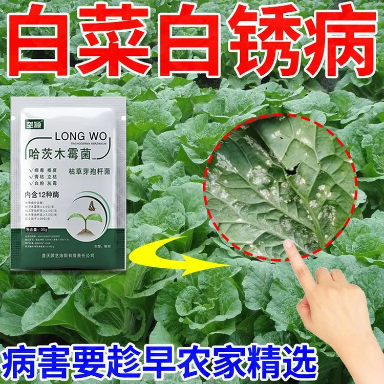 白菜白锈病白点白叶病专用抑菌剂肥料霜霉晚疫蔬菜通用病菌清肥料