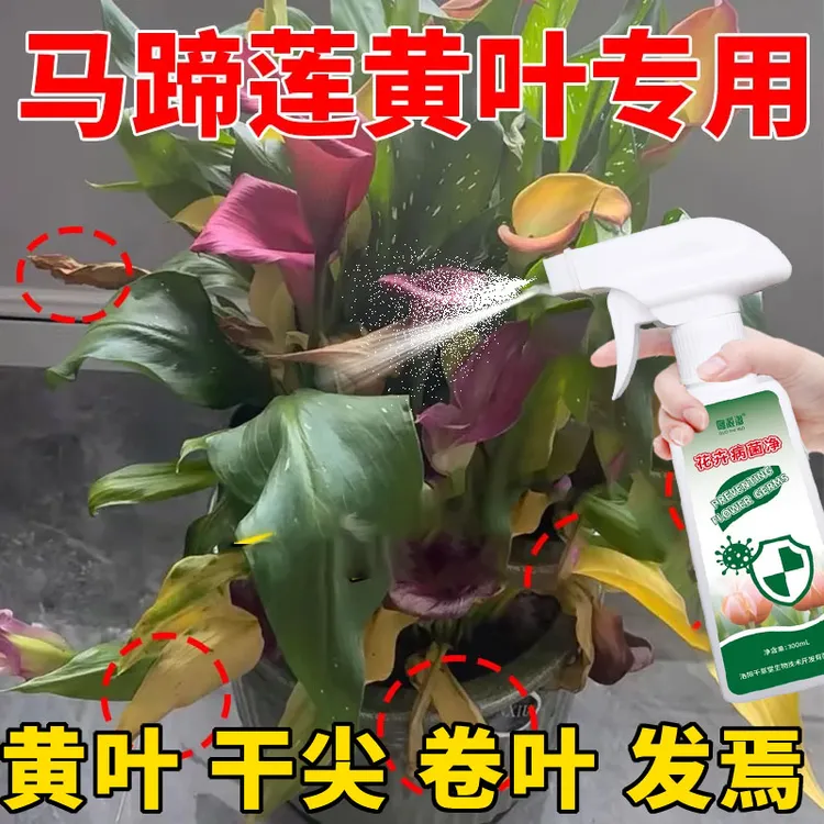 马蹄莲营养液叶斑病炭疽病黄叶叶尖焦枯长黑斑家庭园艺专用花肥