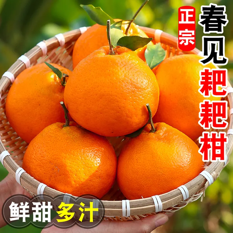 【清甜爆汁】四川春见耙耙柑5/8斤当季新鲜水果产地直发耙耙柑丑橘