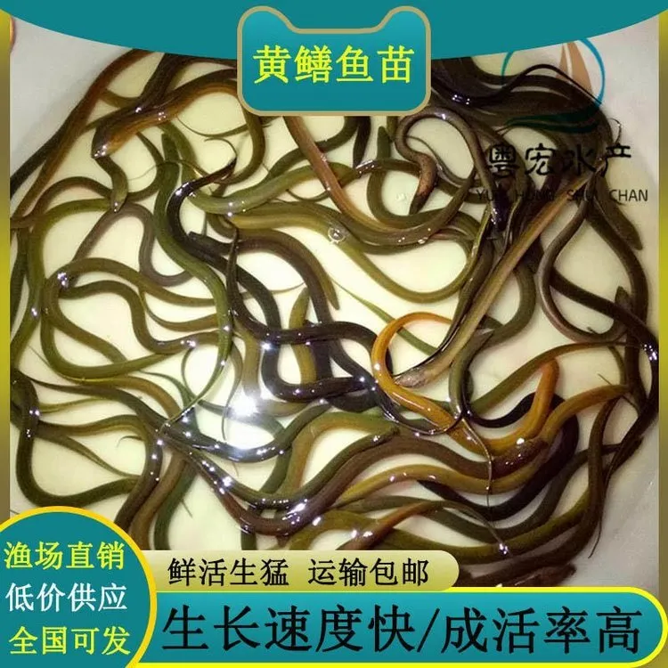 鳝鱼鱼苗冷水鱼本地黄鳝黄鳝全国鱼苗批发渠道鳝鱼苗