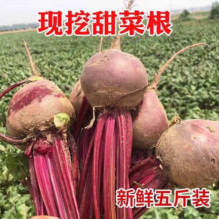 2024甜菜根新鲜3—5斤装清脆红甜菜红根菜水果萝卜火焰菜蔬菜