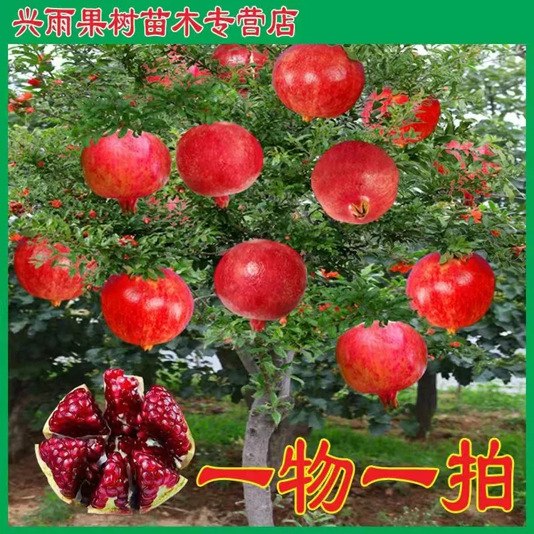 《一物一拍》庭院盆栽地栽各种精品果树苗木移栽发货