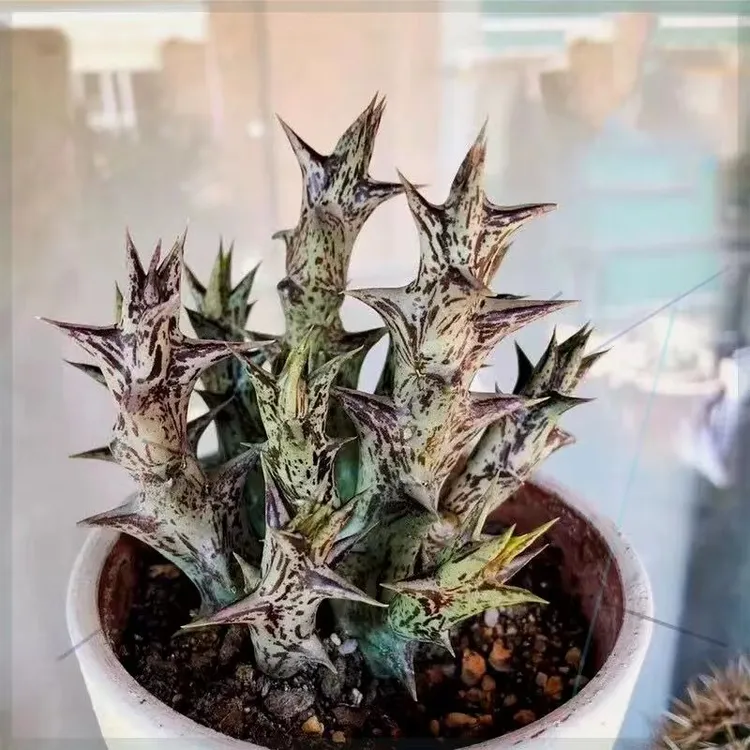 紫龙角大戟科多肉仙人球凑满9.9包邮