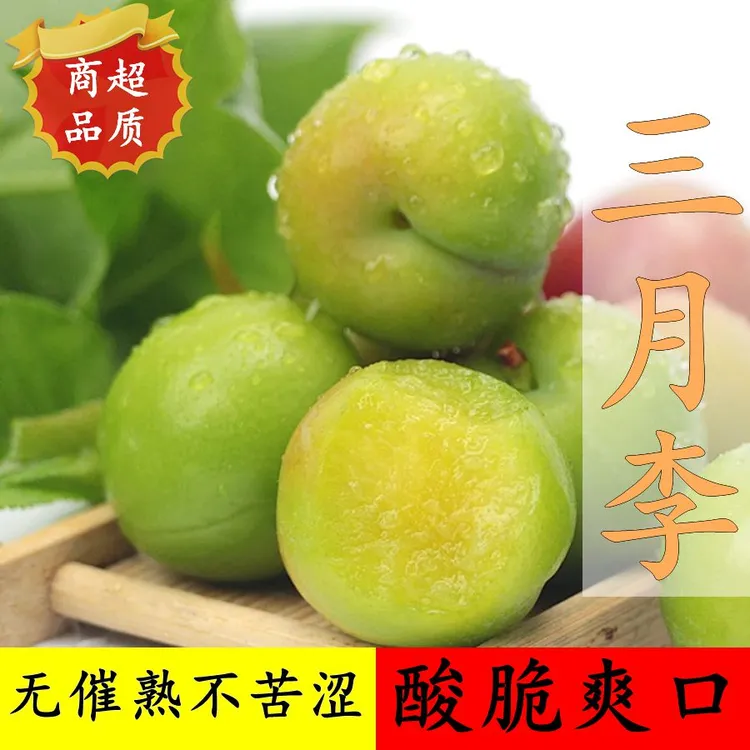 新鲜现摘正宗三月李自然熟鲜脆多汁青脆李孕妇水果抖音助农应季