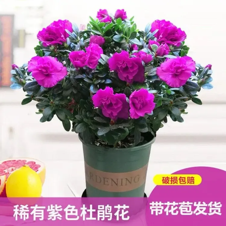 （带花苞发货）杜鹃花盆栽四季开花耐寒植物阳台客厅办公室花卉