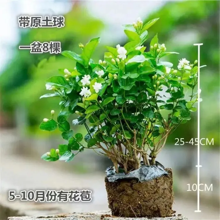 香水茉莉带花苞发货冬季茉莉花盆栽白色观赏夏季美观养好开花浓香