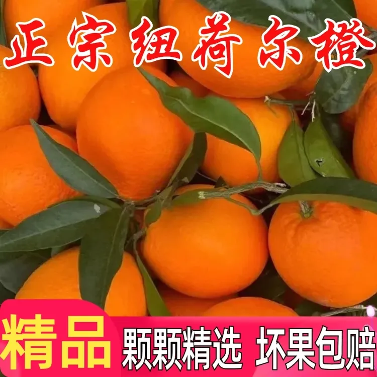 巫山恋橙（曲尺10斤纽荷尔脐橙真实）橙子