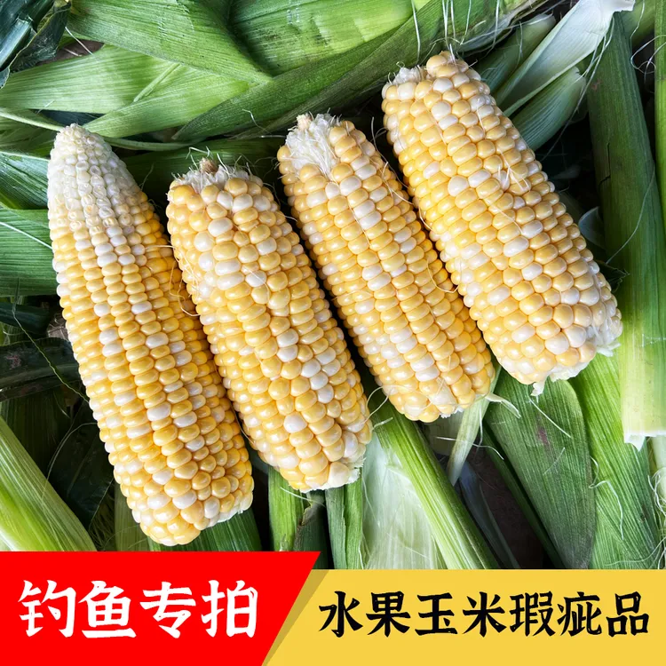 【钓鱼果】云南金银水果甜玉米瑕疵品，净重9斤新鲜甜脆打窝饵料