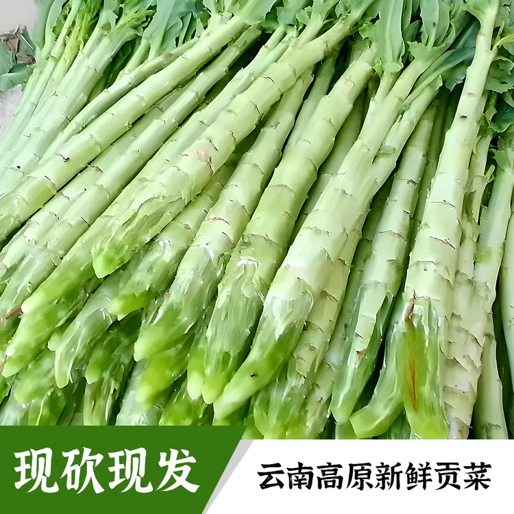 云南高山新鲜贡菜鲜嫩爽脆响菜火锅苔菜现砍现发时令蔬菜