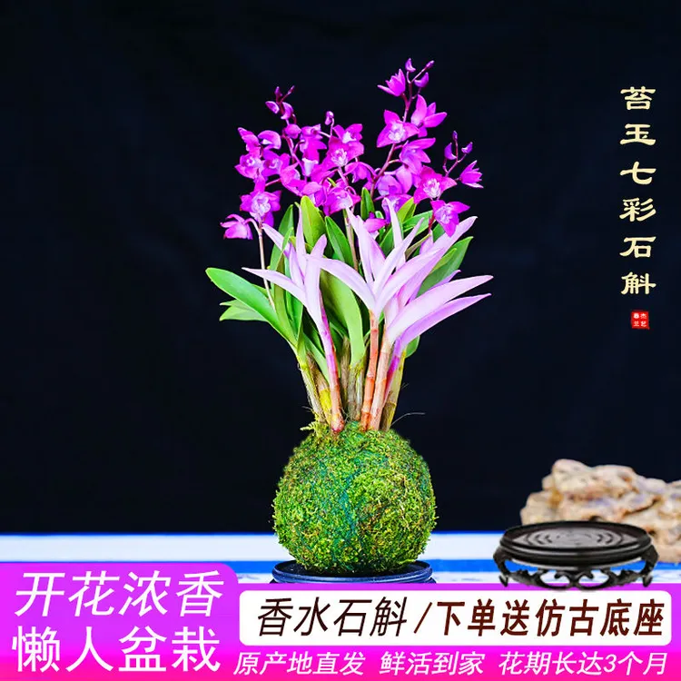七彩香水石斛兰花冬季开花浓香型净化空气好养室内客厅可水培耐热