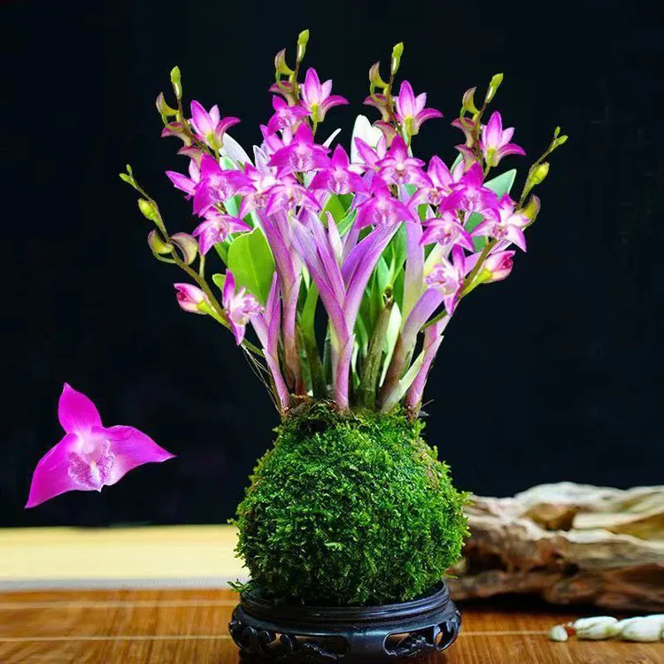 七彩香水石斛兰带红芽发货好养可水培石斛兰室内禅意净化空气盆栽