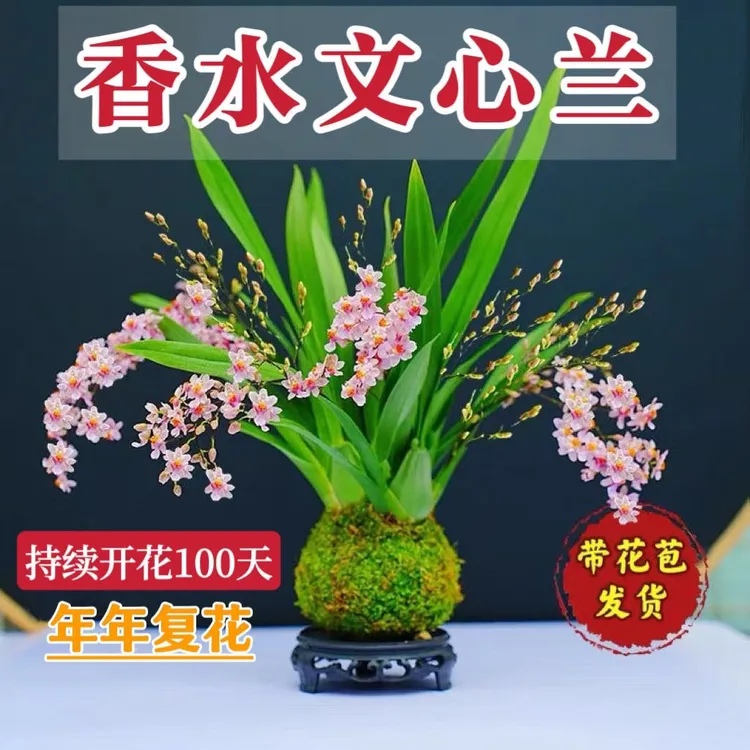 带花苞浓香迷你梦香香水文心兰跳舞兰盆栽花卉室内好养活网红家居