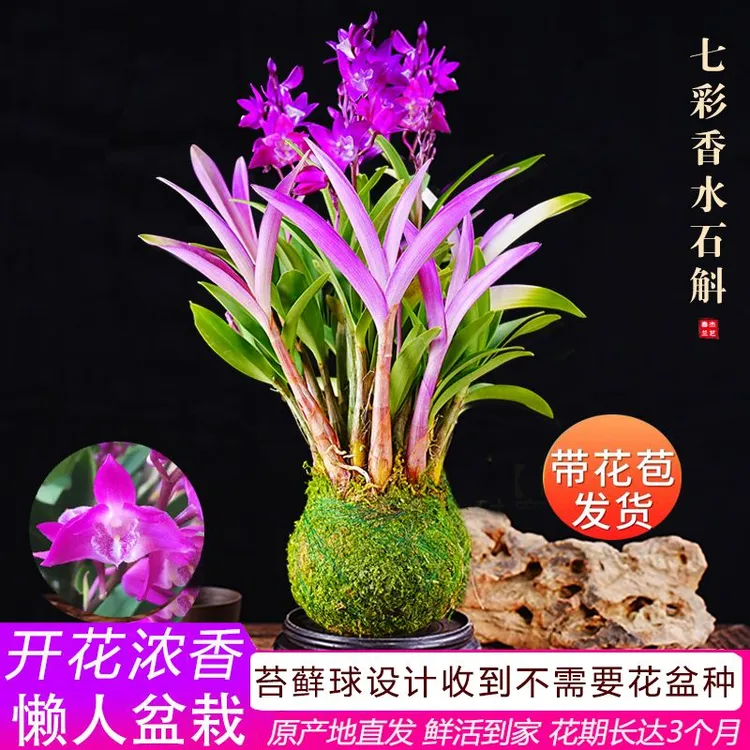 新品七彩香水石斛兰冬带花苞水培开花浓香室内桌面绿植盆栽花卉