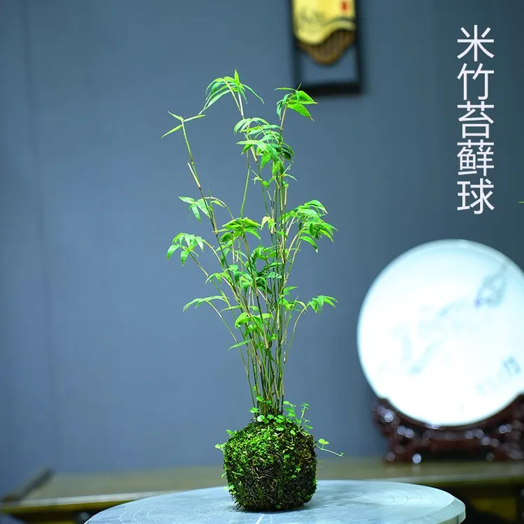 苔藓球植物米竹清新空气水培盆景客厅室内桌面观赏盆栽造景创意
