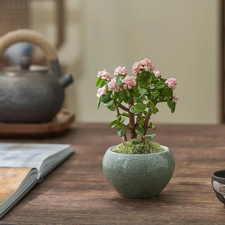 【金枝玉叶】迷你绿植室内花卉盆栽多肉植物客厅好养四季开花造型