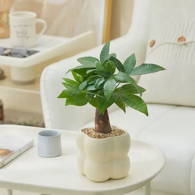 发财树盆景室内绿植花卉发货大气办公室桌面四季好养招财植物摆件