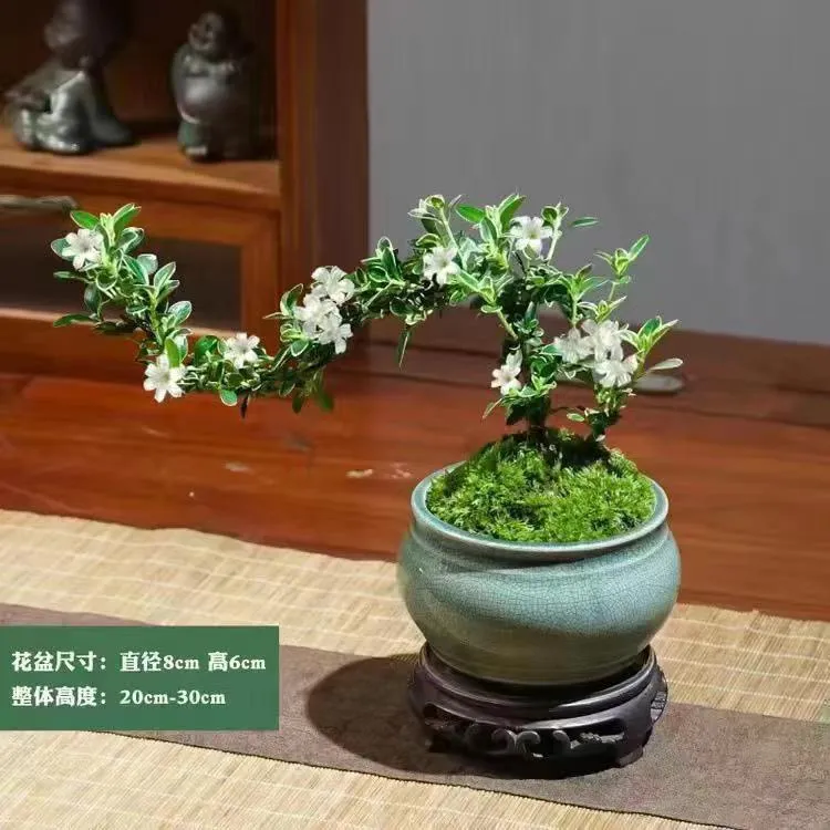 【飘枝六月雪】悬崖小盆栽带陶瓷花盆办公展示高度禅意盆景花卉