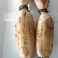 小赵生鲜|自己种植藕 