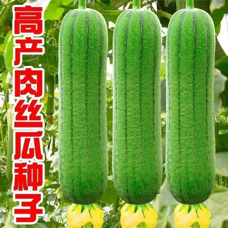 【长不停】肉丝瓜种子长香丝瓜种籽农家庭院爬藤蔬菜种孑春夏秋季