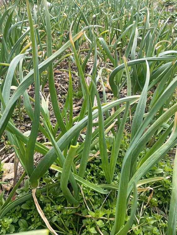 农家自种 红皮大蒜苗 顺丰包邮