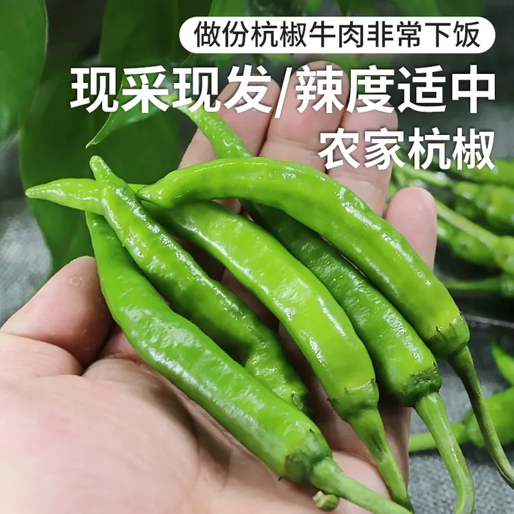 杭椒 苏北农家自种微辣新鲜小杭椒