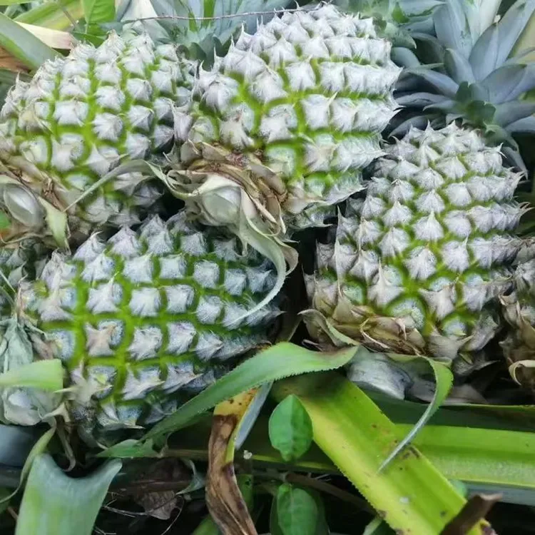 广东徐闻凤梨台农 16 号甜蜜蜜青皮黄肉软糯香甜多汁产地直发