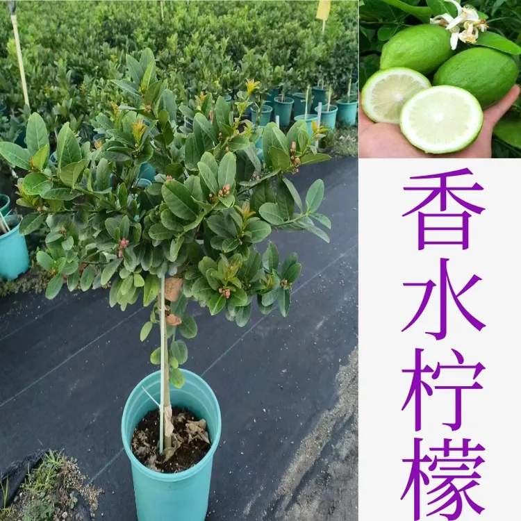 香水柠檬树盆栽香水柠檬树广东香水柠檬树盆栽地栽客厅阳台庭院